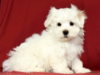 Maltese dogs - Ad 5