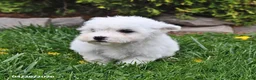 Bichon Frise dogs for sale: Scout - Ad 3