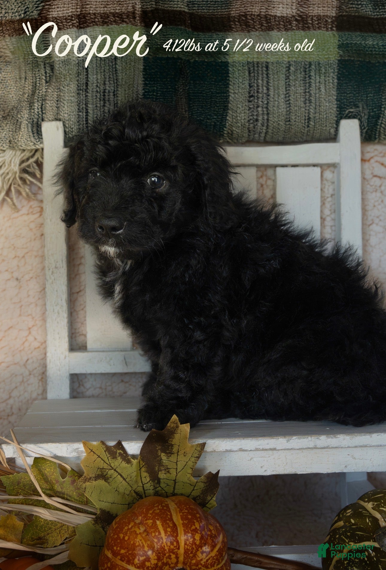 Bernedoodle dogs for sale: Cooper - Ad 14