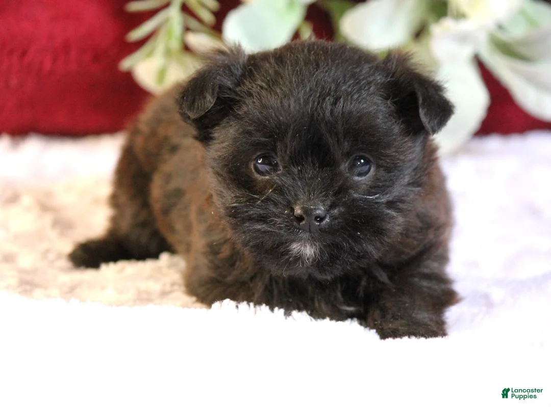Yorkiepoo dogs for sale: Bailey - Ad 1