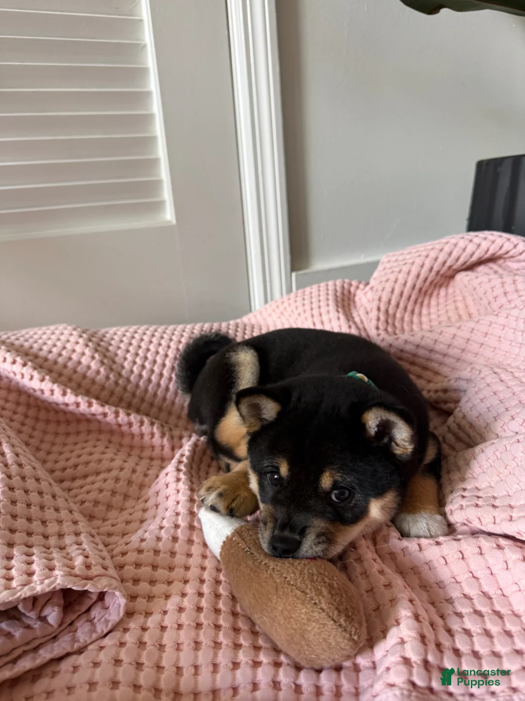 Shiba Inu dogs for sale: Tiny - Ad 1