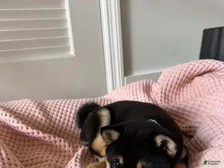 Shiba Inu dogs Tiny - Ad 4