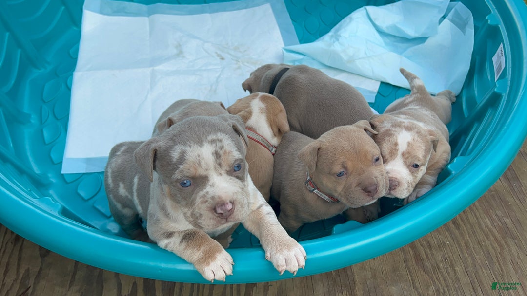 American Bully dogs for sale: Chucky - Ad 4