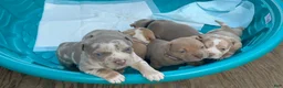 American Bully dogs for sale: Theo - Ad 6