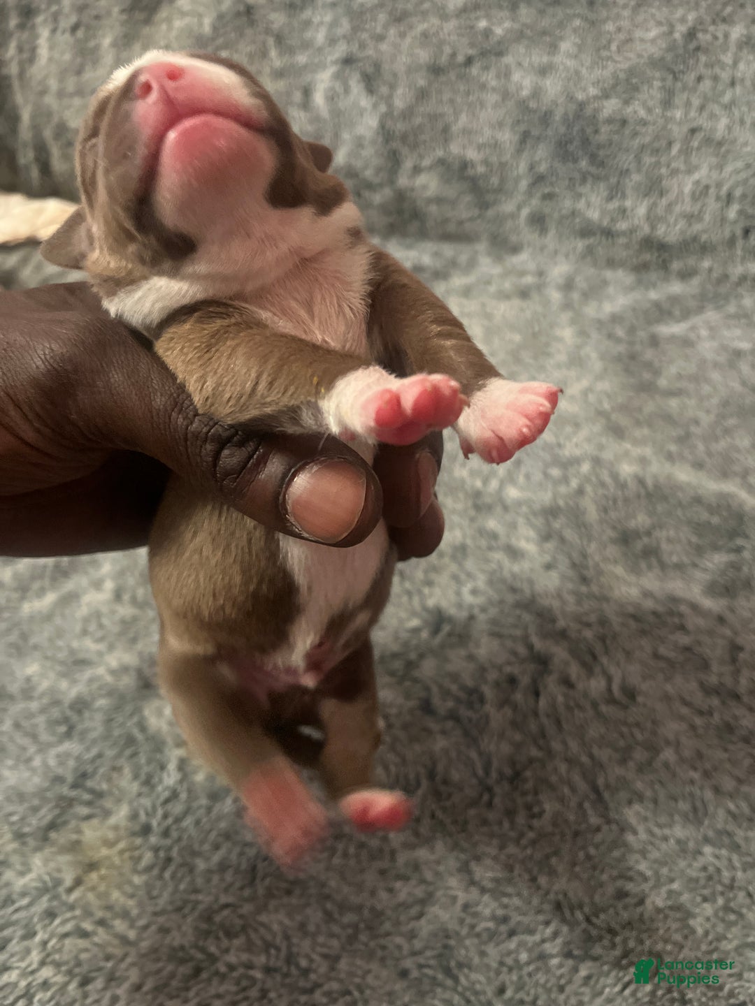 American Bully dogs for sale: American Bully Puppy 2 - Ad 2