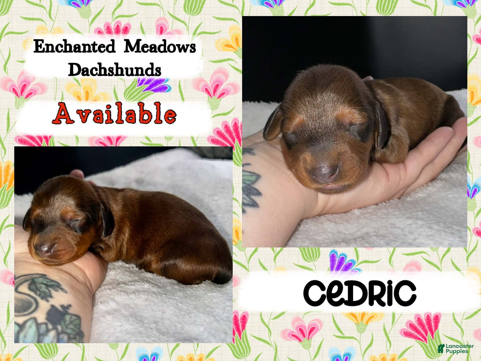 Miniature Dachshund dogs Cedric - Ad 12
