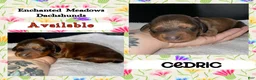 Miniature Dachshund dogs for sale: Cedric - Ad 1