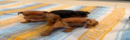 Chiweenie dogs for sale: Chiweenie 2 - Ad 8