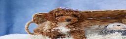 Miniature Poodle dogs for sale: WINNIE - Ad 11