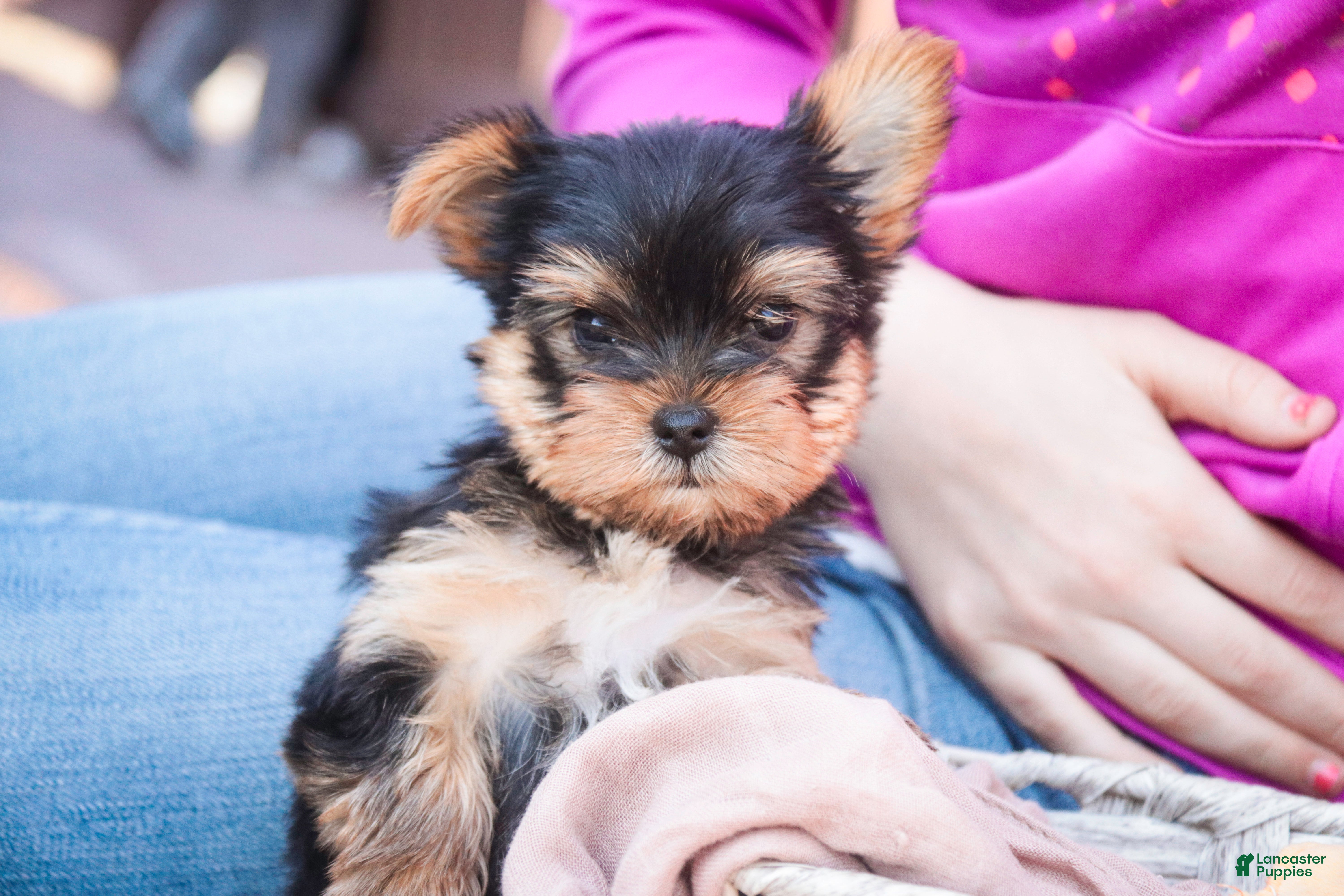 Yorkshire Terrier dogs Bitsy - Ad 2