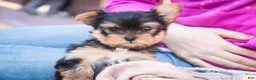 Yorkshire Terrier dogs for sale: Bitsy - Ad 2