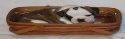 English Bulldog dogs for sale: English Bulldog Puppy 1 - Ad 8