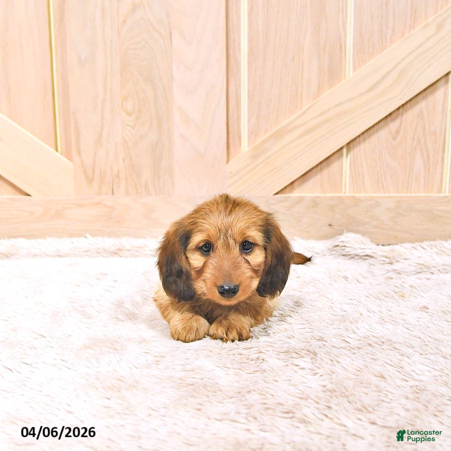 Miniature Dachshund dogs Pongo - Ad 2