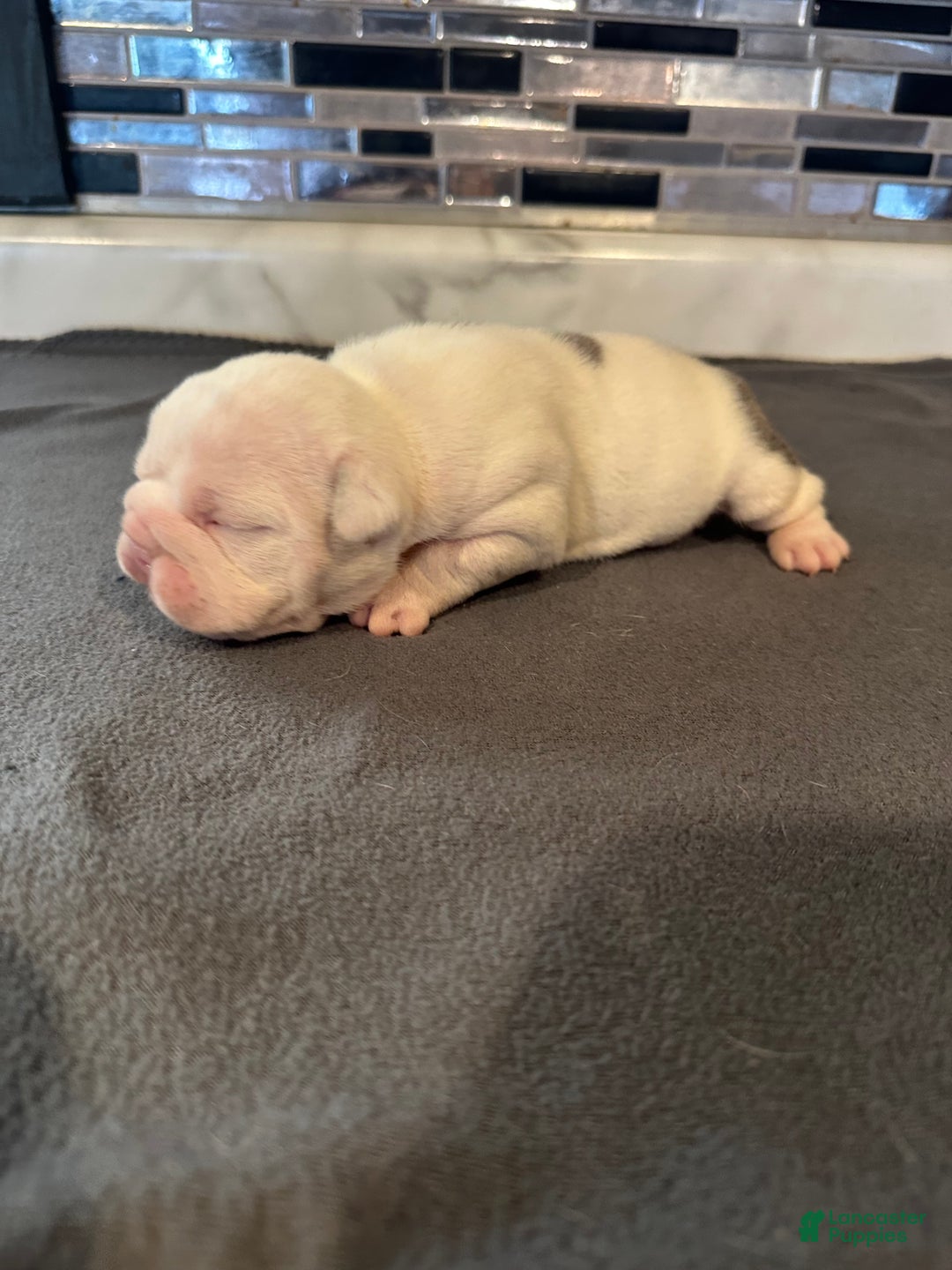 English Bulldog dogs for sale: Blue Fawn Merle Boy  - Ad 42