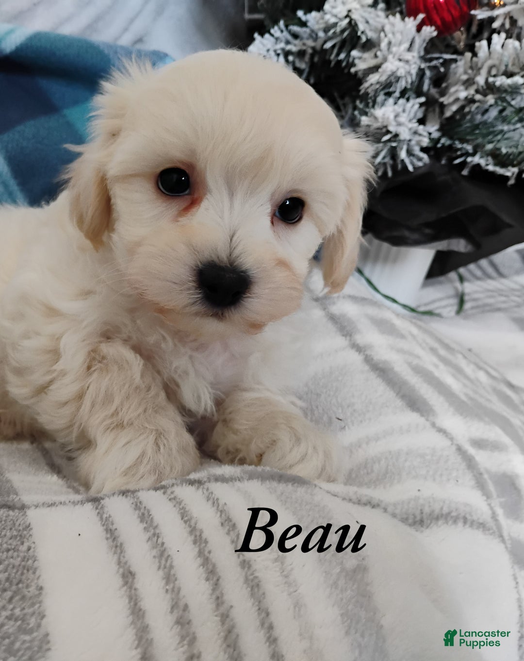 Mixed Breed dogs for sale: Beau - Ad 2