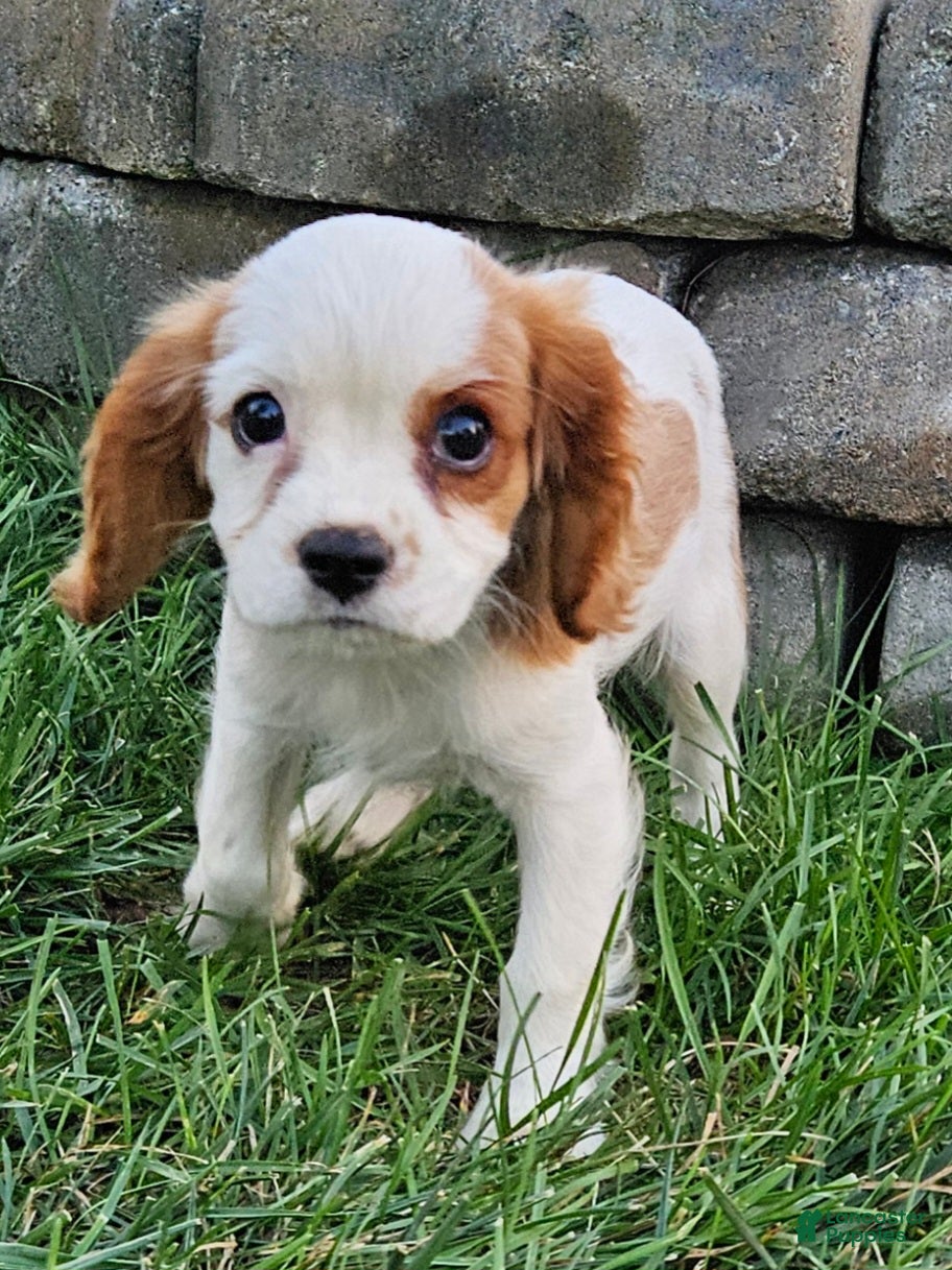 MilkyWay, Cavalier King Charles Spaniel
