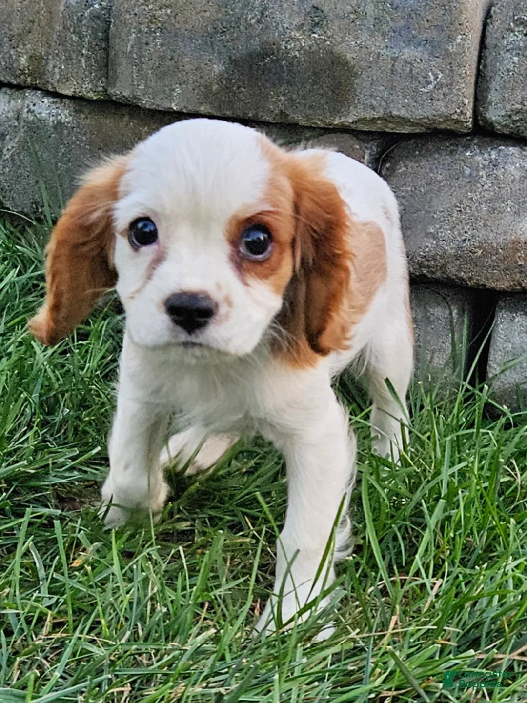 Cavalier King Charles Spaniel dogs for sale: MilkyWay - Ad 1