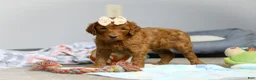 Goldendoodle dogs for sale: Pearl F1b - Ad 5