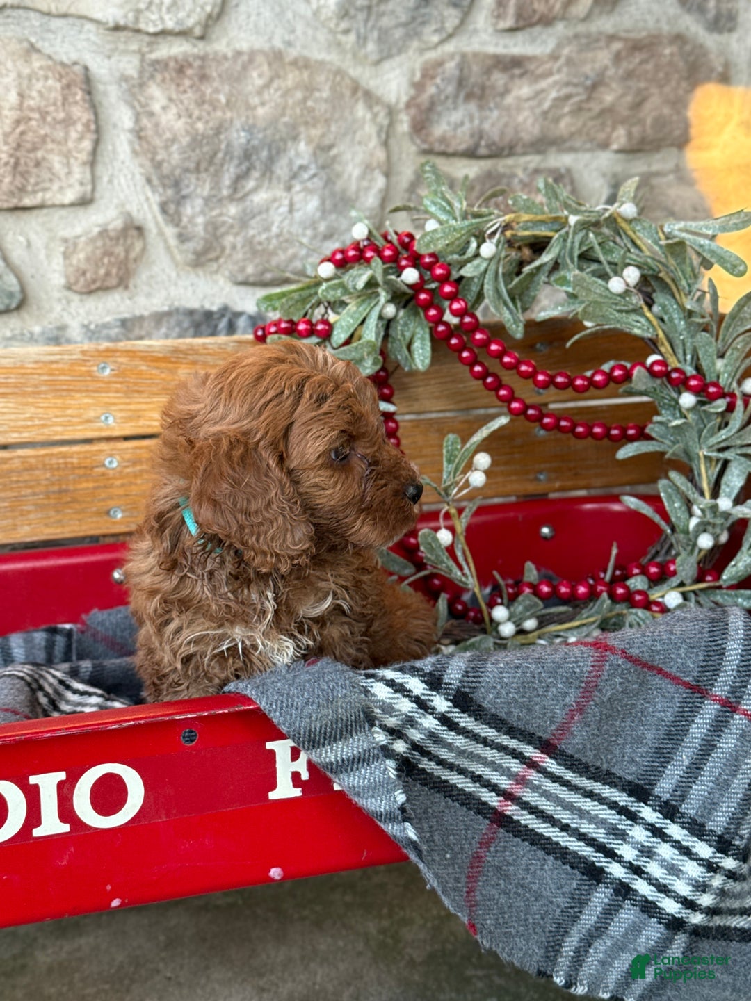 Mini Goldendoodle dogs for sale: Iris - Ad 2