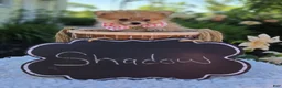 Pomeranian dogs for sale: Shadow - Ad 6