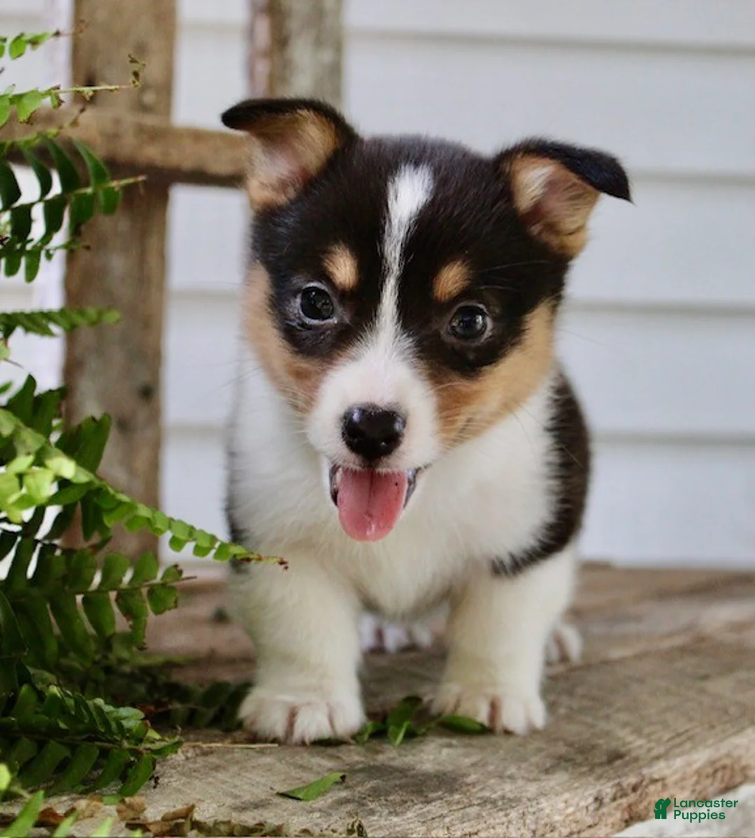 Mixed Breed dogs for sale: Mia - Ad 2