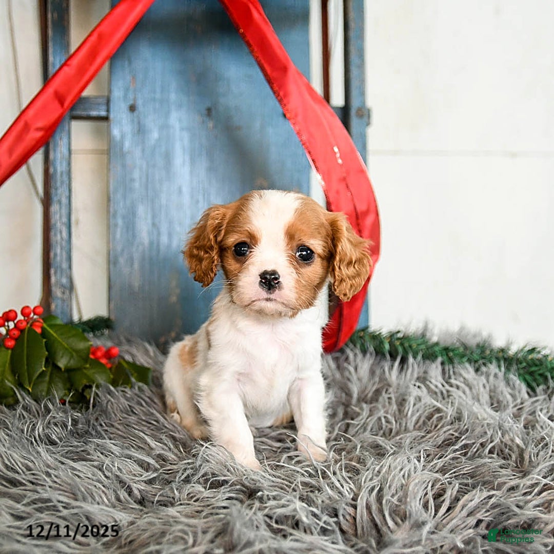 Cavalier King Charles Spaniel dogs for sale: Jubilee - Ad 2
