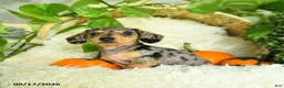 Miniature Dachshund dogs for sale: Smokey - Ad 5