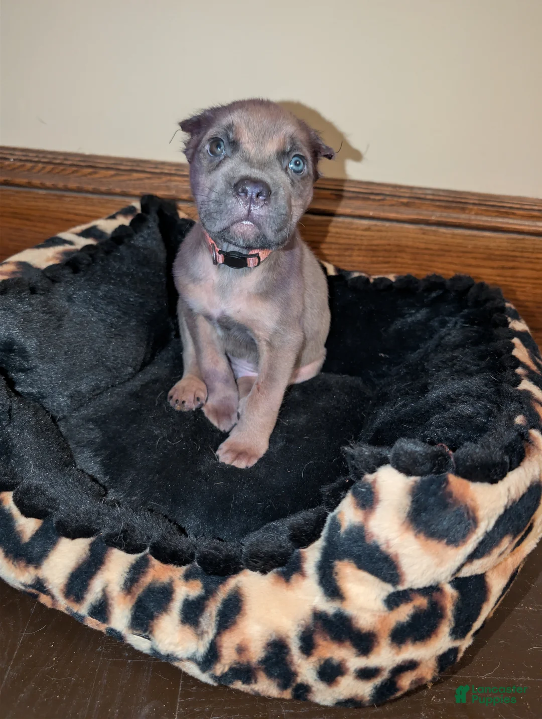 Cane Corso dogs for sale: Cane Corso 2 - Ad 2