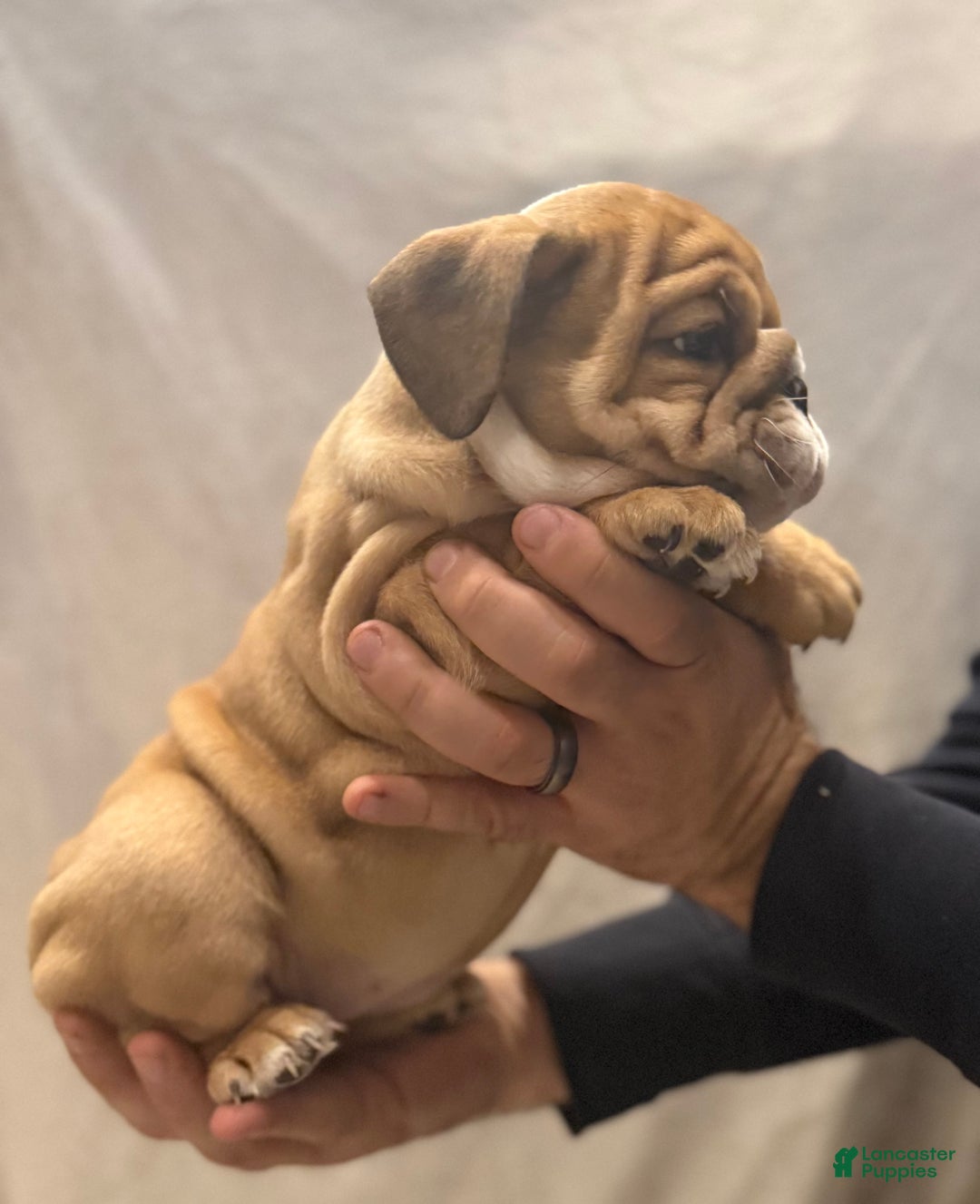English Bulldog dogs for sale: Martha may - Ad 5