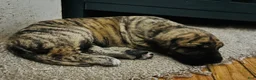 Great Dane dogs for sale: Great Dane 1 - Ad 3