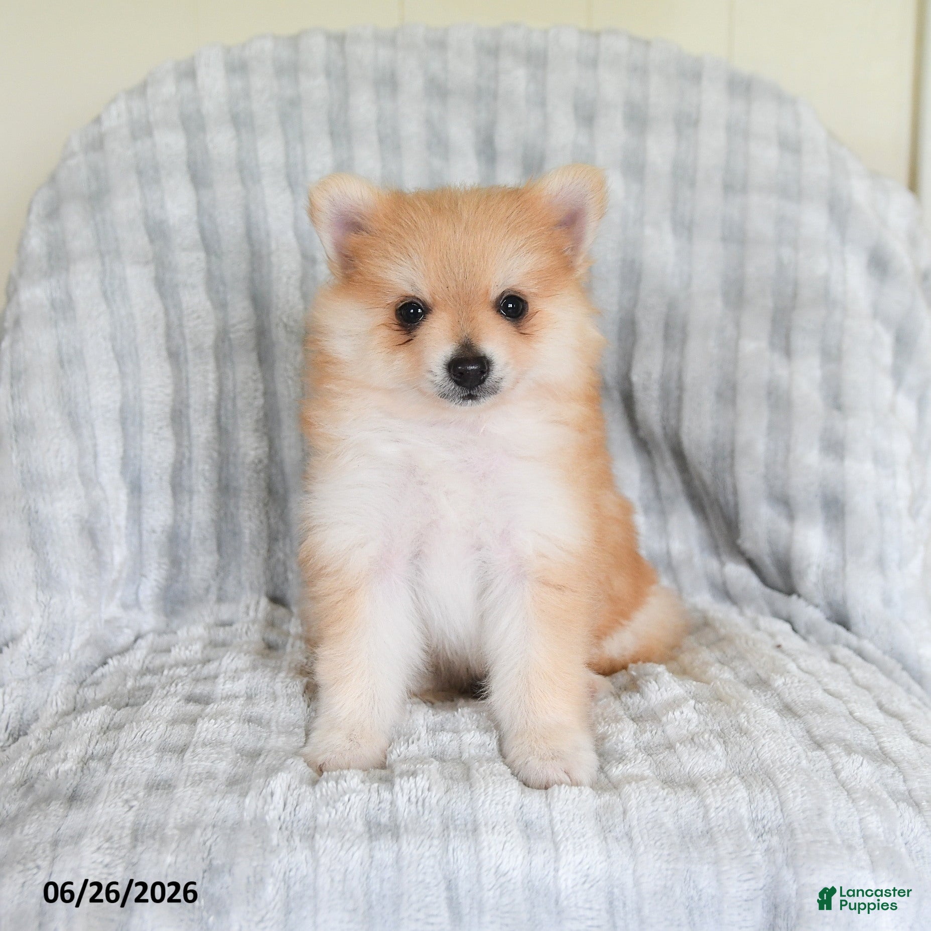 Pomsky dogs Sammy  - Ad 1