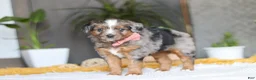 Mixed Breed dogs for sale: Azure - Ad 5