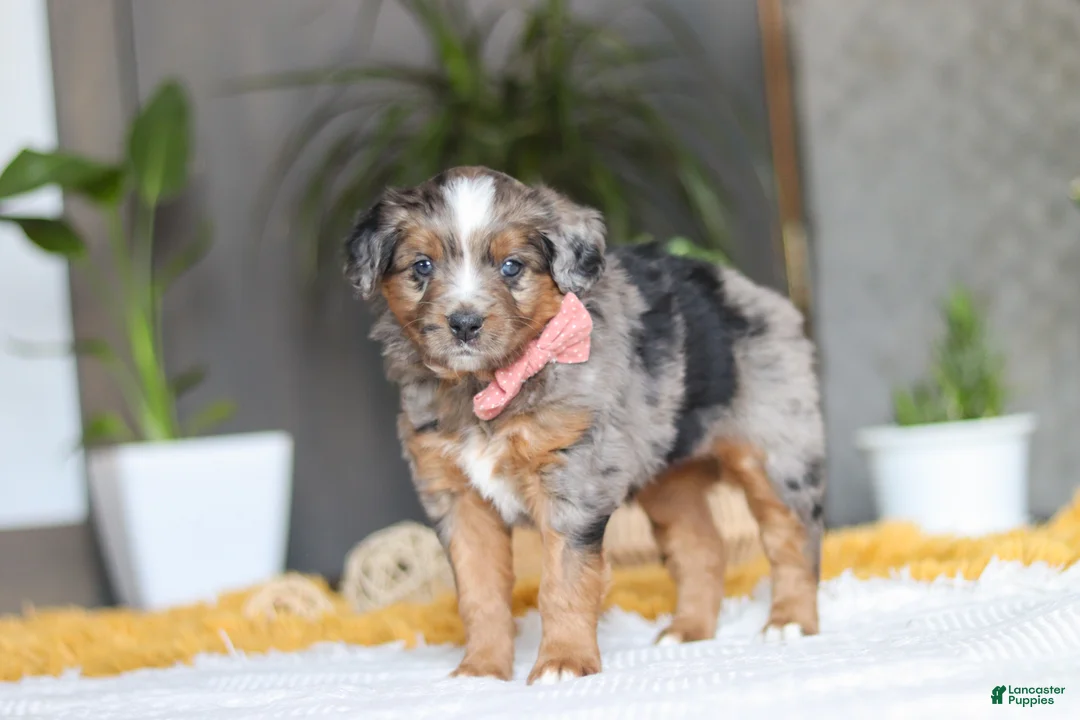 Mixed Breed dogs for sale: Azure - Ad 5