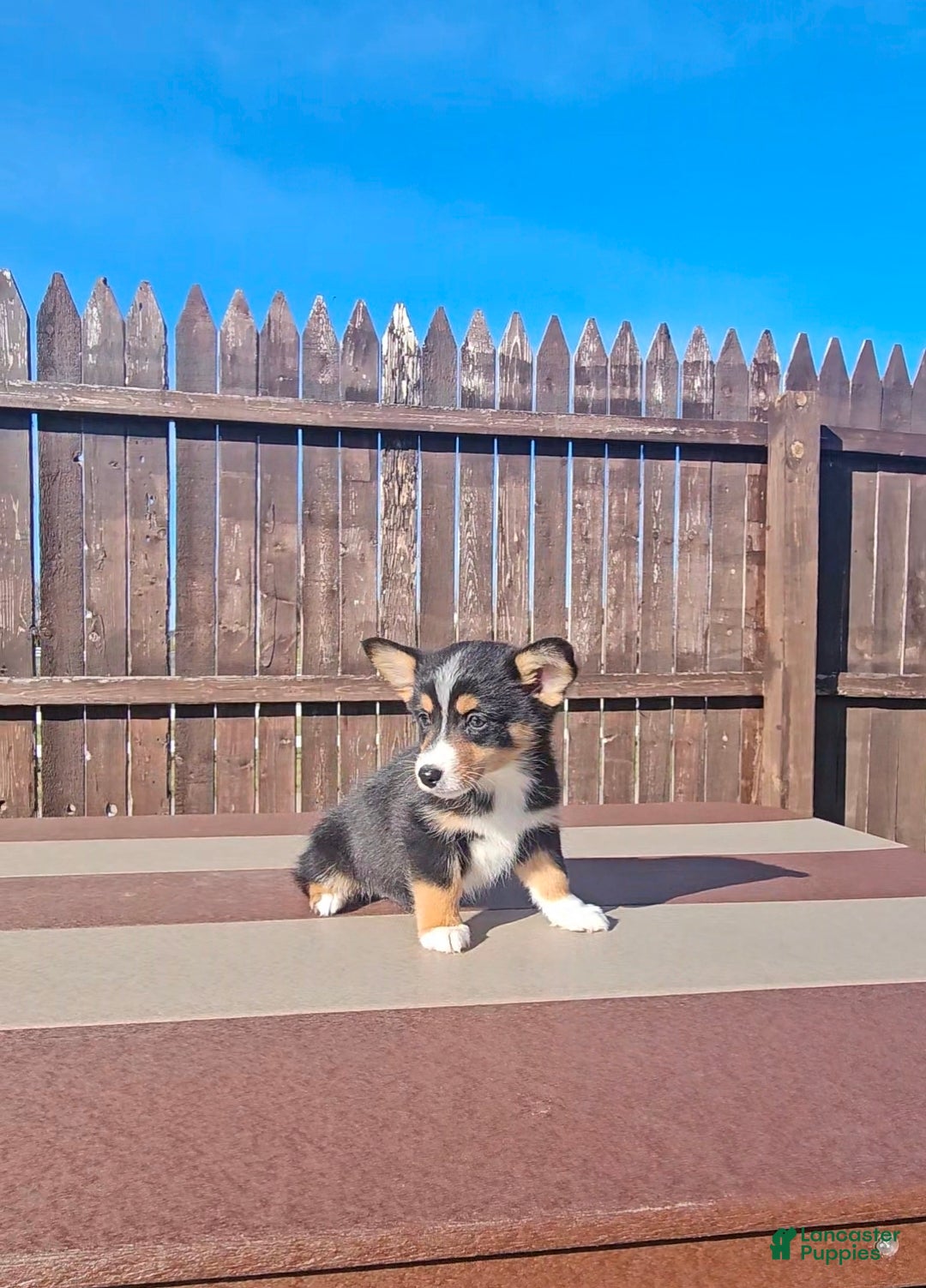 Mixed Breed dogs Rhett - Ad 11