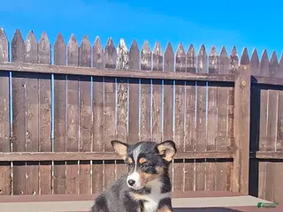 Mixed Breed dogs Rhett - Ad 11