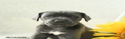 Cane Corso dogs for sale: Buttons - Ad 5
