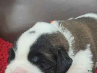Saint Bernard dogs Todd (orange) - Ad 5