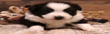 Carrie black-tri Toy Aussie female w/ beautiful white collar & bib
