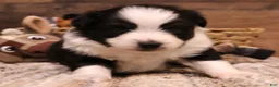 Toy Australian Shepherd dogs for sale: Carrie black-tri Toy Aussie female w/ beautiful white collar & bib - Ad 1
