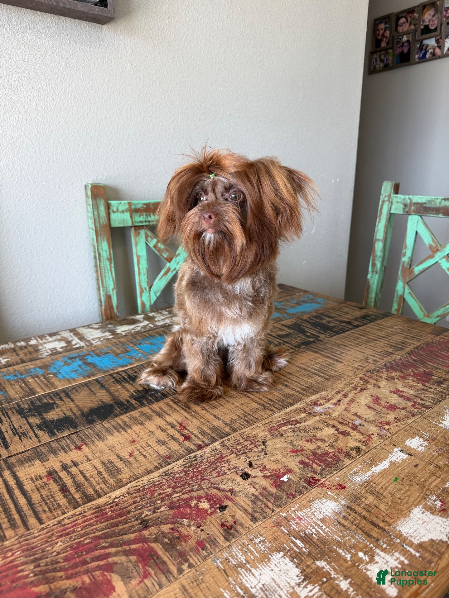 Yorkshire Terrier dogs KB Chocolate Yorkie Girl Cocobean - Ad 2