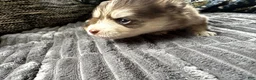 Mixed Breed dogs for sale: Red Girl - Ad 12