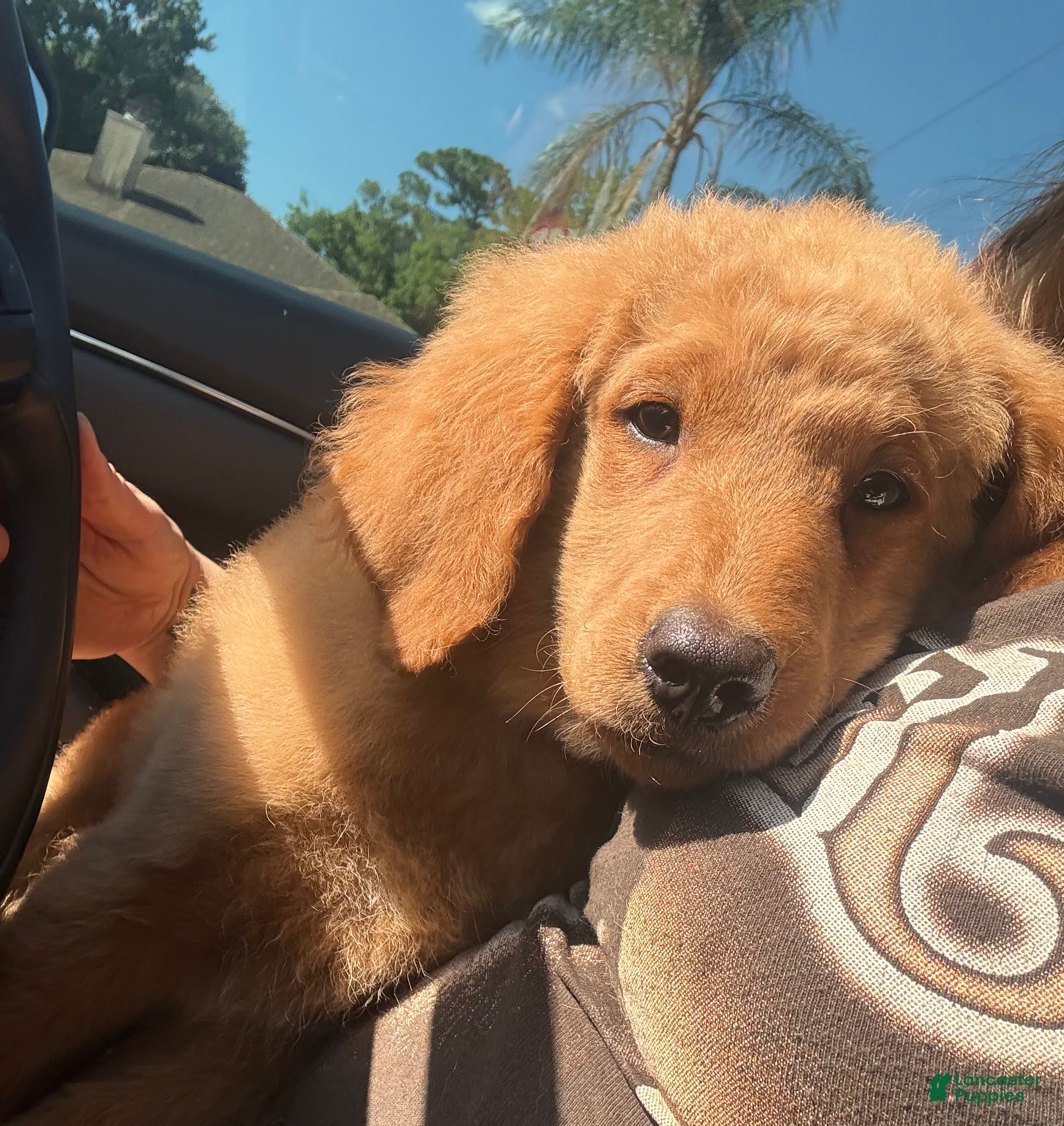 Mini Goldendoodle dogs Mini Goldendoodle Puppy 1 - Ad 8