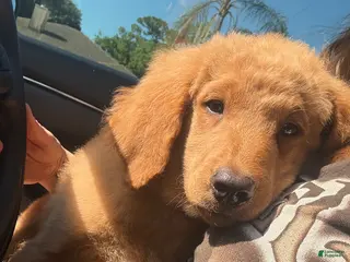 Mini Goldendoodle dogs Mini Goldendoodle Puppy 1 - Ad 16