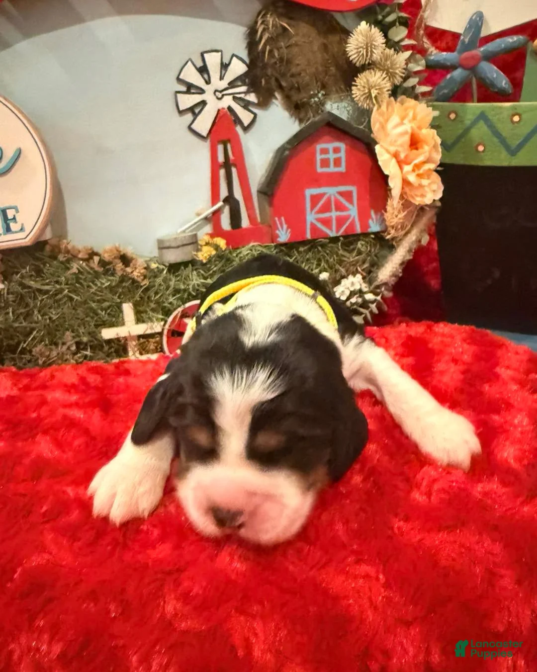 English Springer Spaniel dogs for sale: Yellow collar - Ad 2
