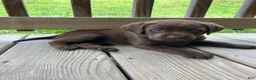Labrador Retriever dogs for sale: Independence  - Ad 5