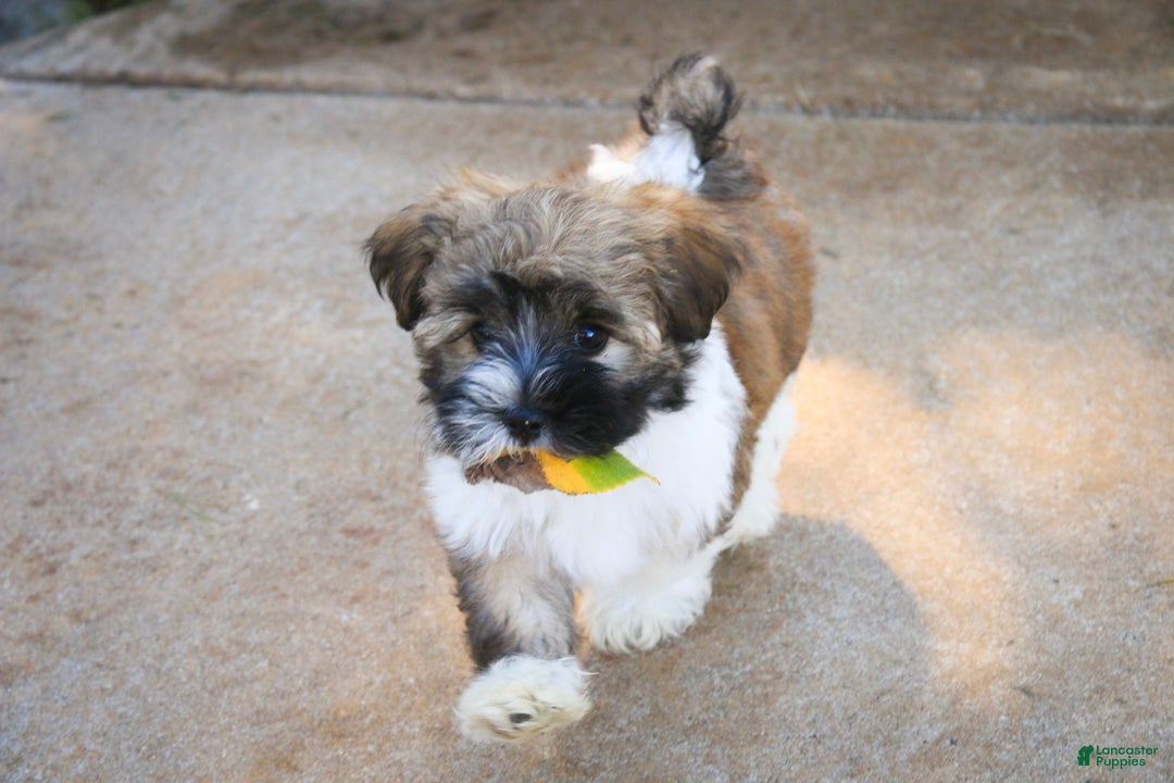 Havanese dogs Rookie Havanese  - Ad 2