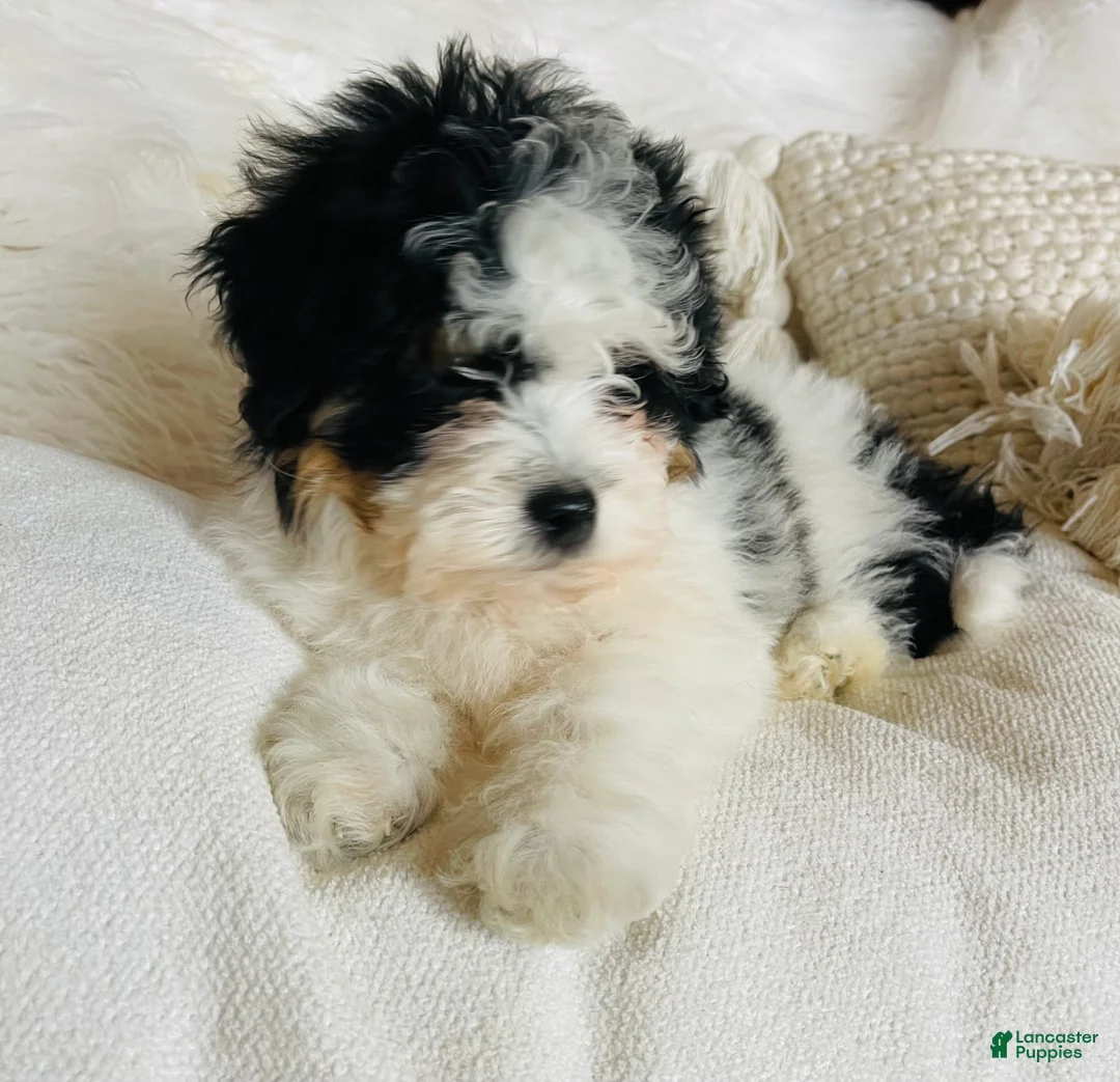 Mixed Breed dogs for sale: “Armani”-SPRING BREAK SALE - Ad 4