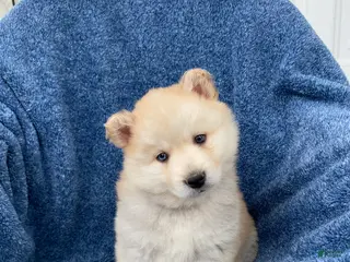 Siberian Husky dogs for sale: Jackie - Ad 2