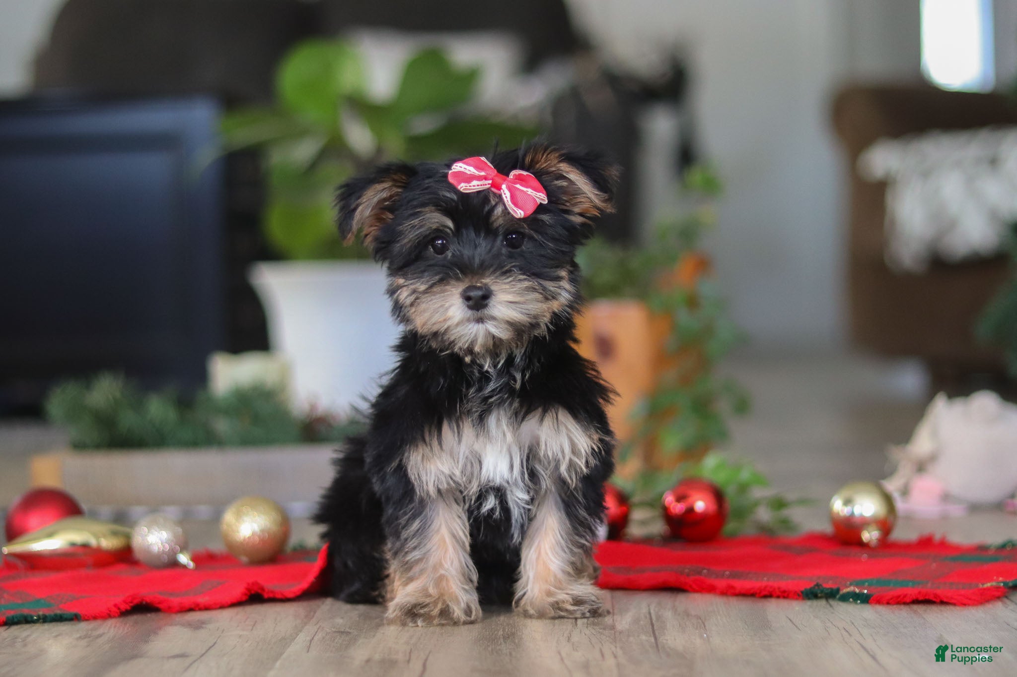 Morkie dogs Avery - Ad 13