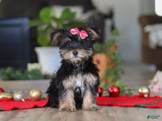 Morkie dogs Avery - Ad 13